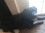 Adopt Freya a Black Labrador Retriever / Golden Retriever / Mixed dog in Fresno