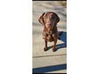 Adopt LILA a Brown/Chocolate Labrador Retriever / Mixed dog in Sioux Falls