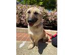 Adopt Daisy a Shepherd (Unknown Type) / Basset Hound / Mixed dog in Kingsburg