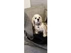 Adopt Rocky a White Cocker Spaniel / Mixed dog in Conroe, TX (41278712)