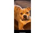 Adopt Ryu a Merle American Pit Bull Terrier / Mixed dog in Elkhart