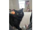 Adopt Selene a All Black American Shorthair / Mixed (long coat) cat in