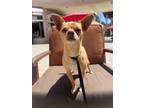 Adopt Permythius a Mixed Breed (Medium) / Mixed dog in Thousand Oaks