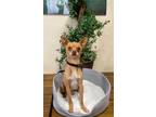 Adopt Permythius a Mixed Breed (Medium) / Mixed dog in Thousand Oaks