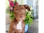 Adopt Baby Ruth a Brown/Chocolate American Staffordshire Terrier / Retriever