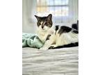 Adopt Carly a White (Mostly) American Shorthair / Mixed (short coat) cat in