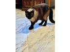 Adopt Misty a Brown or Chocolate (Mostly) Siamese / Mixed (medium coat) cat in