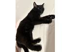 Adopt vixie a All Black Domestic Shorthair / Mixed (short coat) cat in Carmel