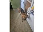 Adopt Mally a Brown/Chocolate German Shepherd Dog / Mutt / Mixed dog in Oakland