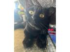 Adopt Sabrina a All Black Bombay / Mixed (short coat) cat in Perris