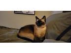 Adopt Junebug a Brown or Chocolate (Mostly) Siamese / Mixed (medium coat) cat in
