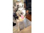 Adopt Astar a Black - with White Husky / Mixed dog in London, ON (41278543)