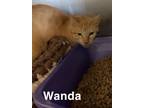 Adopt Wanda a Orange or Red Domestic Shorthair cat in Kingman, AZ (41278500)