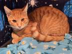Adopt Marty a Orange or Red Tabby Domestic Shorthair (short coat) cat in