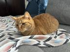 Adopt Sandy a Orange or Red Tabby Domestic Shorthair / Mixed (short coat) cat in