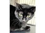 Adopt Cole (and Dove) a All Black Domestic Shorthair (short coat) cat in