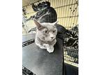 Adopt Dove (and Cole) a Gray or Blue Russian Blue (short coat) cat in