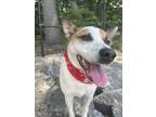Adopt Leroy a White - with Red, Golden, Orange or Chestnut Cattle Dog / Border