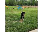 Adopt Huckleberry a Black - with White Corgi / Mixed dog in New Waverly