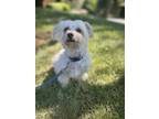 Adopt Fords a White Maltipoo / Maltipoo / Mixed dog in Dixon, CA (40854417)