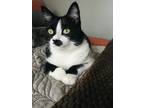 Adopt Rigby a Black & White or Tuxedo American Shorthair / Mixed (medium coat)