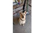 Adopt Asta a Tan/Yellow/Fawn German Shepherd Dog / Mixed dog in Cedar Hill