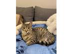 Adopt Peanut a Gray, Blue or Silver Tabby Domestic Shorthair (short coat) cat in