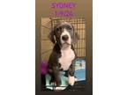 Adopt Sydney a Gray/Silver/Salt & Pepper - with White Hound (Unknown Type) /