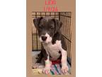 Adopt Lexi a Gray/Silver/Salt & Pepper - with White Hound (Unknown Type) / Mixed