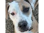 Adopt Callie a Mixed Breed (Medium) / Mixed dog in Denver, CO (41275778)