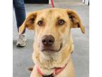 Adopt Charlie a Labrador Retriever / Great Pyrenees / Mixed dog in Denver