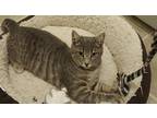 Adopt Ashley a Gray or Blue Tabby / Mixed (short coat) cat in Summerfield