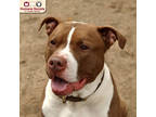 Adopt Tyson a Brown/Chocolate Mixed Breed (Large) / Mixed dog in Nashua
