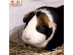 Adopt Peeps a Black Guinea Pig / Guinea Pig / Mixed (short coat) small animal in