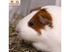 Adopt Lolli a Brown or Chocolate Guinea Pig / Guinea Pig / Mixed small animal in