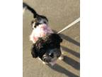 Adopt Rosie a White Maltipoo / Maltipoo / Mixed dog in Dixon, CA (40854439)