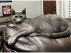 Adopt Bolt a Gray or Blue Domestic Shorthair / Mixed (short coat) cat in Clover