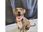 Adopt Kipper a Brindle Terrier (Unknown Type, Medium) / Mixed dog in Middlebury