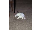 Adopt Kya a White (Mostly) Domestic Shorthair / Mixed (short coat) cat in