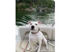 Adopt Maggie a White - with Black Bull Terrier / American Pit Bull Terrier /