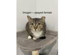 Adopt Imogen a Brown Tabby Domestic Shorthair (short coat) cat in Fairmont