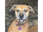 Adopt Fontana 4-5 yrs old a Tan/Yellow/Fawn Boxer / Mixed dog in Warrenton