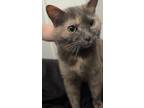 Adopt Dustie a Gray or Blue (Mostly) Domestic Mediumhair / Mixed (medium coat)