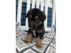 Adopt Tim (PENDING) a Black - with Tan, Yellow or Fawn German Shepherd Dog /