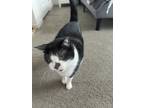 Adopt Rico a Black & White or Tuxedo Domestic Shorthair / Mixed (short coat) cat