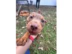 Adopt Nala a Brown/Chocolate American Pit Bull Terrier / Mixed dog in Roxboro