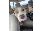 Adopt Chunk a Tan/Yellow/Fawn - with White American Pit Bull Terrier / Mixed dog
