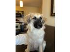 Adopt Riley a Tan/Yellow/Fawn Great Pyrenees / Mixed dog in San Antonio