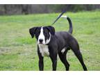 Adopt Hubert a Black - with White Great Dane / Labrador Retriever / Mixed dog in