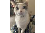 Adopt June a Calico or Dilute Calico Calico / Mixed (short coat) cat in